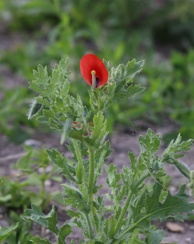 Glaucium corniculatum, photograph 1