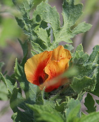 Glaucium corniculatum, photograph author not stated, no rights reserved