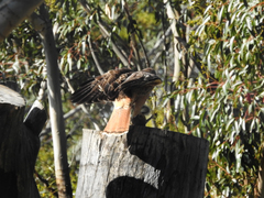 Buteo jamaicensis