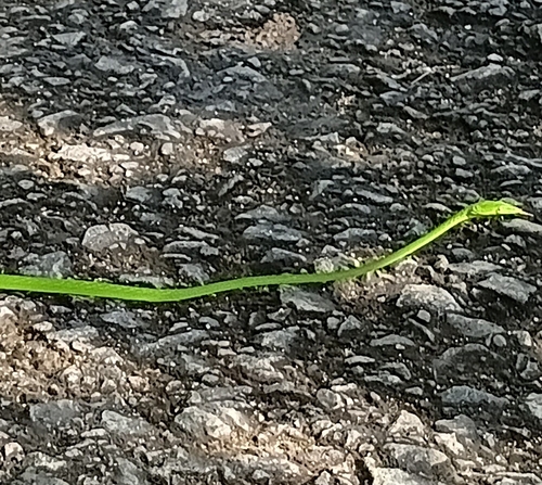 Long-nosed Whipsnake