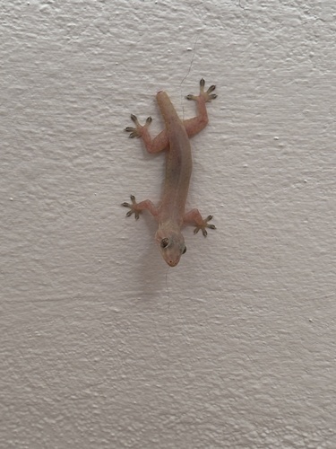 Asian House Gecko
