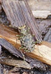 Elaphrus californicus