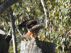 Buteo jamaicensis