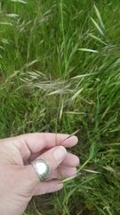 Bromus rigidus