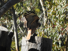 Buteo jamaicensis