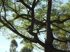 Buteo jamaicensis