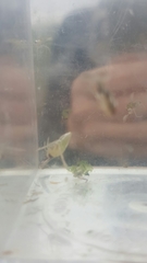 Nepomorpha
