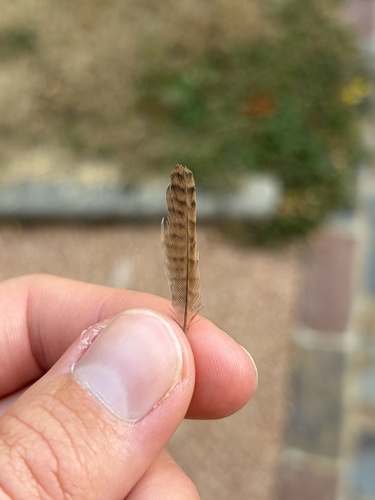 Plume de Troglodyte mignon