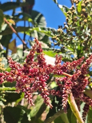 Chamissoa altissima