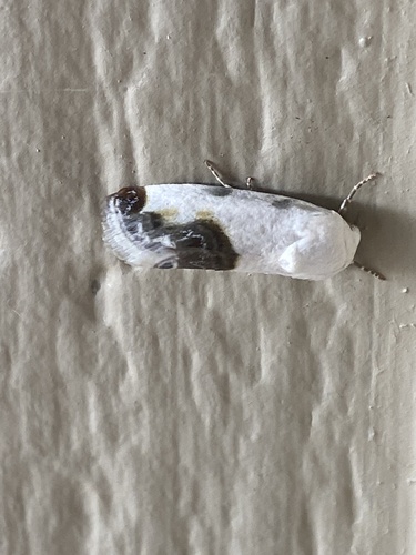 iNaturalist observation photo of Chalky Bird Dropping Moth