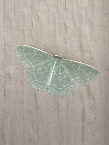 iNaturalist observation photo of Wavy-lined Emerald