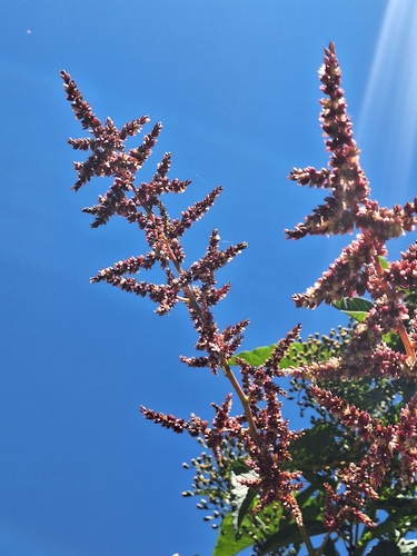 Chamissoa altissima, photograph 2