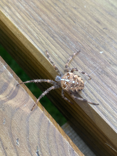 Cross Orbweaver