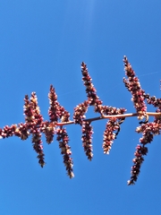 Chamissoa altissima, photograph (c) Rocío Esmeralda Pose, some rights reserved (CC BY)