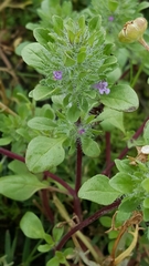 Pogogyne zizyphoroides