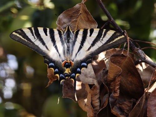 Iberian Scarce Swallowtail