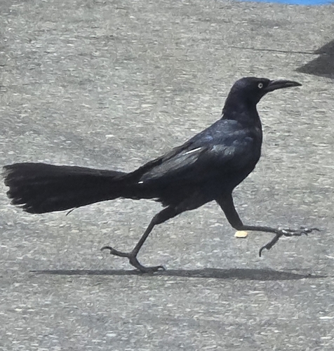 Great-tailed Grackle