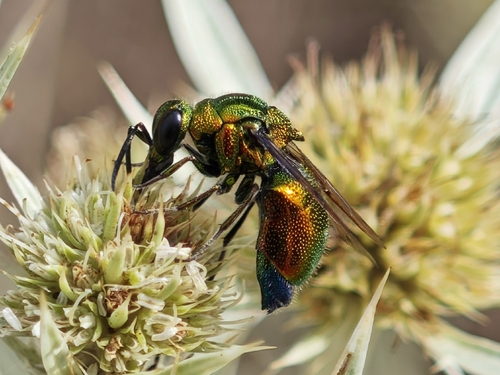 Emerald Cuckoo Wasp