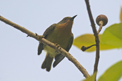 Chalcoparia singalensis