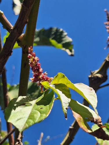 Chamissoa altissima, photograph 4