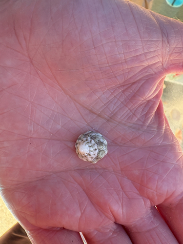 Astraea tuber observed 2026-08-14