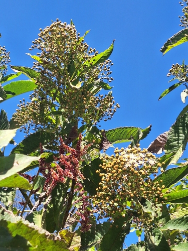 Chamissoa altissima, photograph 5
