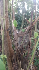 Dendrolycosa