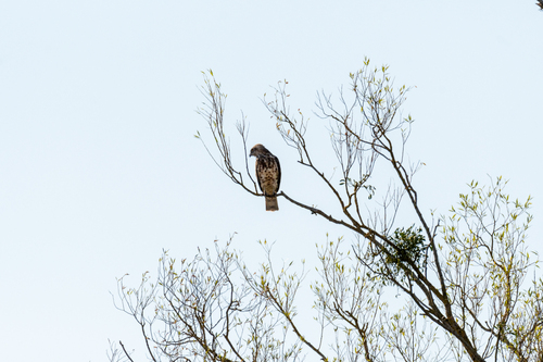 Short-toed Snake-Eagle