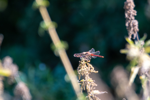 Common Darter