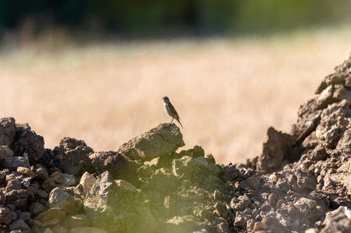 Common Redstart