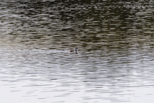 Great Crested Grebe