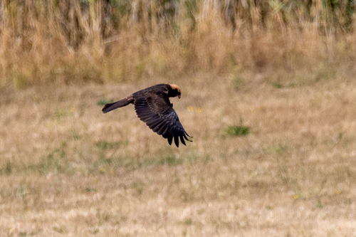 Western Marsh Harrier