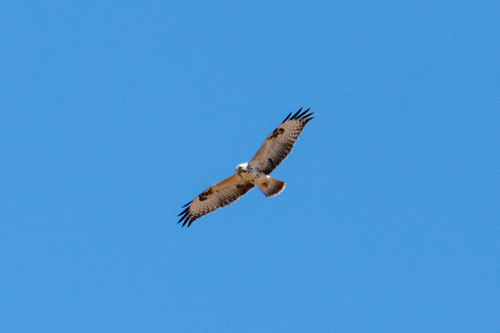 Common Buzzard