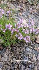 Thymus callieri