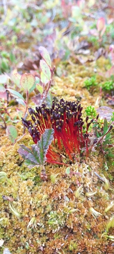 Slender Cruet-moss