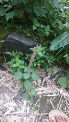 Coleus monostachyus