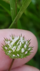 Trifolium microdon