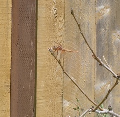 Libellula saturata