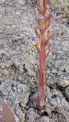 Orobanche cernua