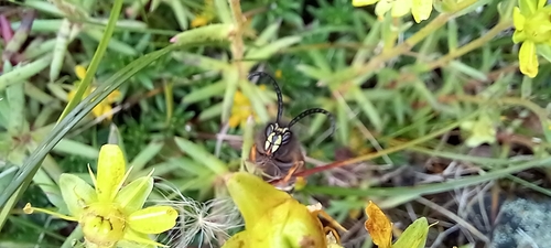 Norwegian Wasp