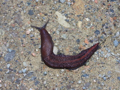 Limax dacampi