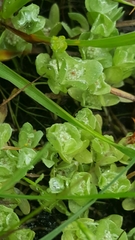 Psilocarphus chilensis