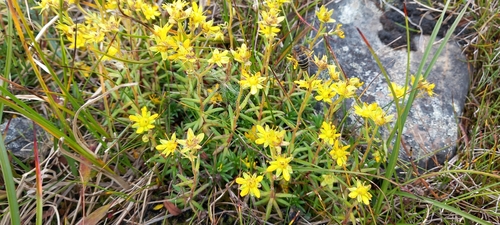 Yellow Saxifrage