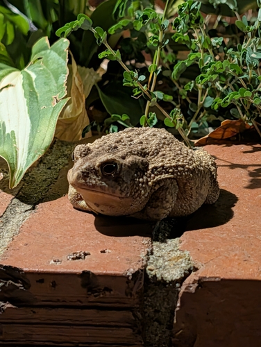 Woodhouse's Toad