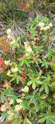 Alpine Lady's-mantle
