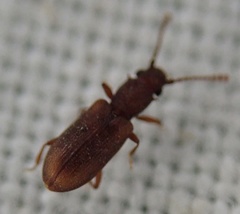 Silvanoprus fagi