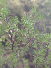 Lycium berlandieri