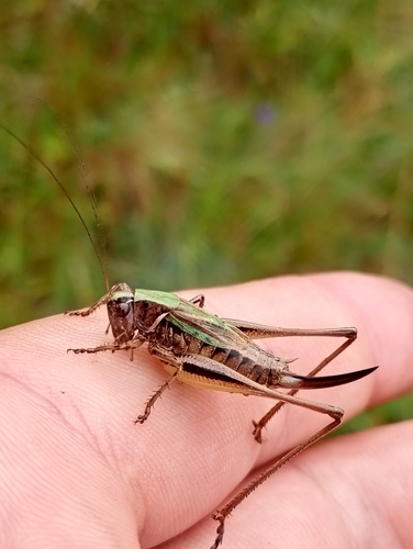 Bog Bush-cricket