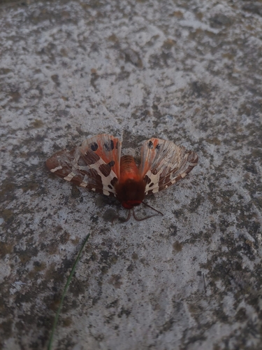 Garden Tiger