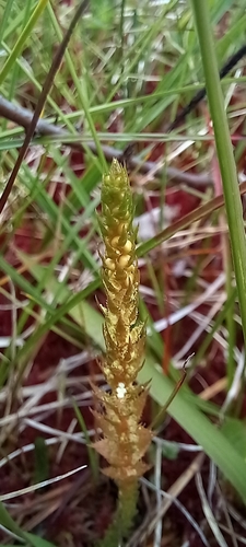 northern spikemoss